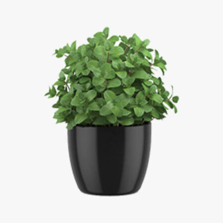 Mint in a pot